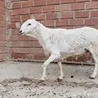 للبيع فحل حري ثني مشروط