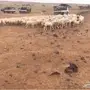غنم للبيع 