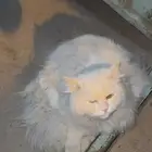قطه