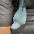 كويكر مفقود بحي السمراء