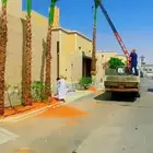 زرعت نخيل وشنطن ونخل عربي