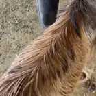ذبايح تيوس مخاصي جبره مقفله شحم
