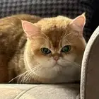 تزاوج ذكر بريتش
