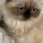 قطه سكوتش هملايا للتبني