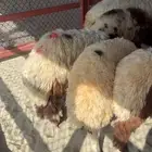 للبيع خرفان فل شحم