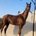 حصان