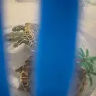 للبيع سلحفاة 2