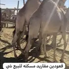 قعودين كفوو للبيع