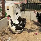 دجاج حباحب بطاريق مستوى فاخر
