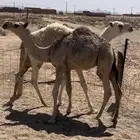 للبيع قعدان اثنين