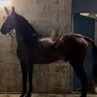 حصان واهو جزيري حمداني لي يدور زين ارتفاعه فوق 8