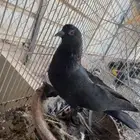 جوز تركي اسود لمعه الزكر معقد صندقه