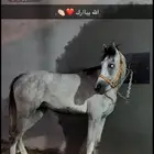 حصاني شعبي للبيع