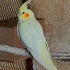 كروان منتج وفروخ