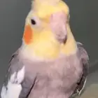 محايل عسير