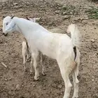 مشروع فحل بيشي فاخر
