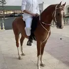 حصان كفو حار