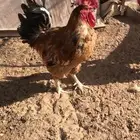 ديك تركي فاخر