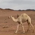 قعود للبيع