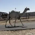 للبيع ضروبه كفو