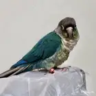 كنيور تركواز يلو سايد ذكر محلل بشهادة