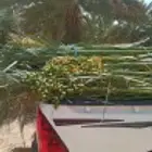 فسائل نخيل مثمرة ممتازة