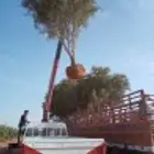 اشجار زيتون ونخل
