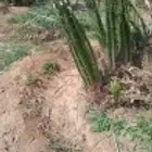 فسائل ممتازه للبيع