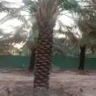 نعمل في مجال تنضيف النخيل تنضيف وتتكريب وتسويق ولا وغرس