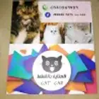 العناية بالقطط