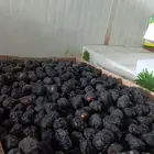 تصدير جميع التمور المدينة القصيم