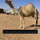 معالج شعبي للابل