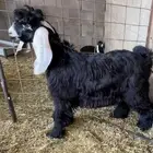 تيس عارضي صنف