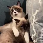 قط ذكر و أنثى للتبني