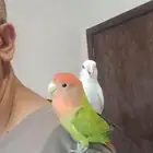جوز روز اليف