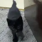 قطط للتبني