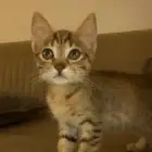 قطه صغيره مع اكلها والرمل تبعها وصندوق رمل وكل اغراضها ب 100