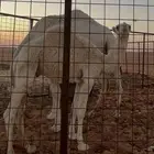 قعود اوضح