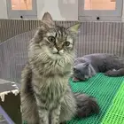 قط تبني مع جمييع أغراضها ب 300 شامل الشاور وكشفية دكتوره