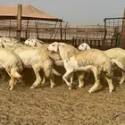 رخال حريات صنف الصنف عددها 13بالفحل تحتها 4