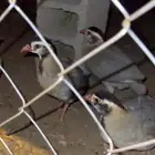 حجل قعد عقايب