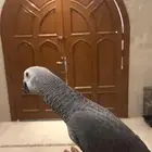 فرخ كاسكو اليف وهدد وطفره وسوبر السوووبر