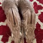 ارانب شماليات