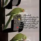 ببغاء مفقود في الرياض حي طويق شارع خديجه