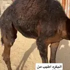 بكره لبانيه شراكه ارباع وأثمان