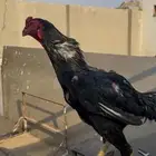 ديك شامو هزاز