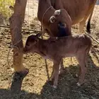 بقره معها حسيل ماشاءالله تبارك الله