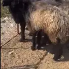 غنم دفيع على فحل حري