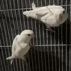 سلام عليكم للبيع جوز روز البينو على سوم