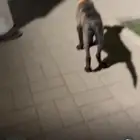 جرو مالينو بلجيكي ( عمر 3 اشهر ) محصن جميع التحصينات